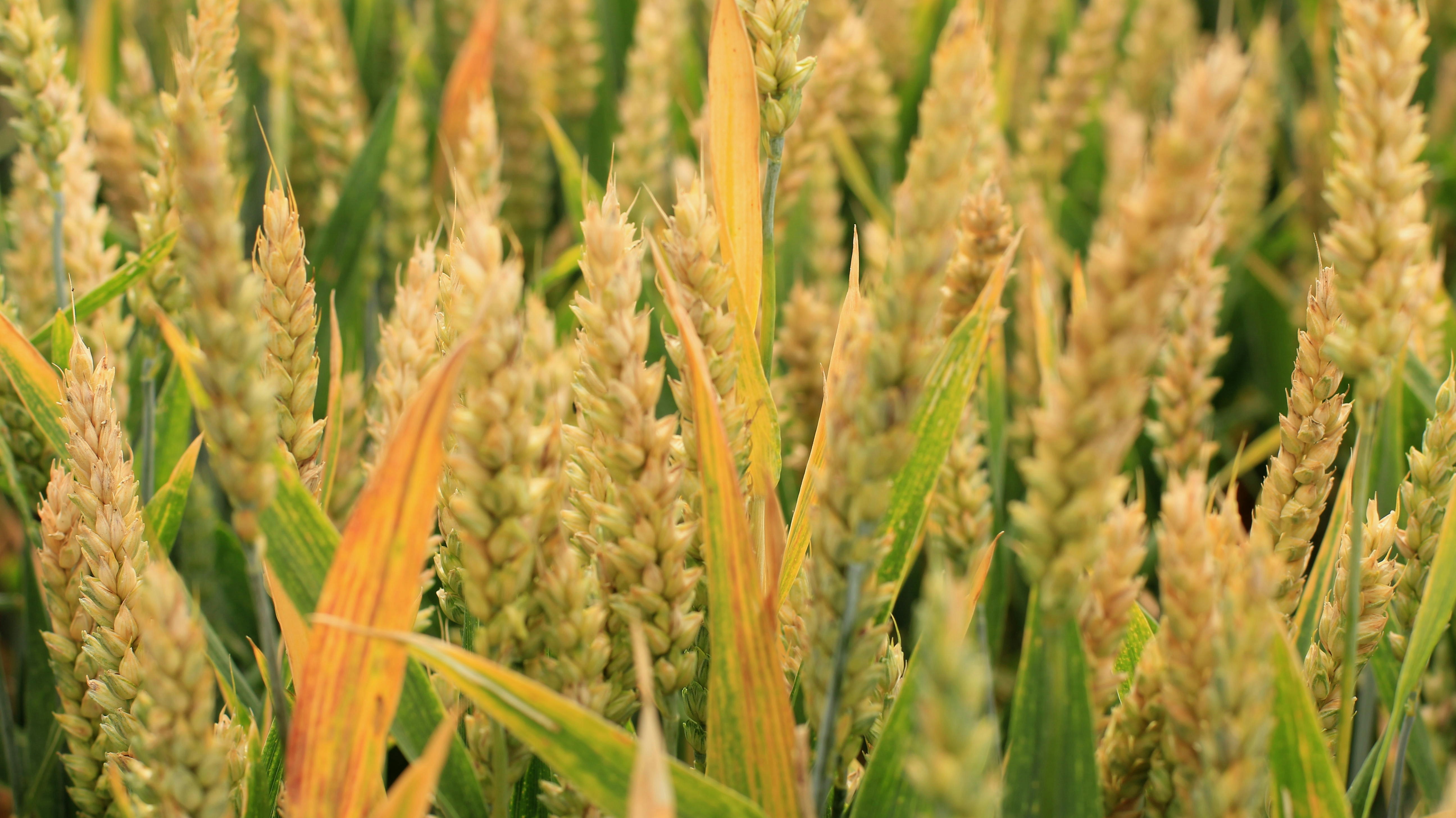 Grains and Starchy Foods