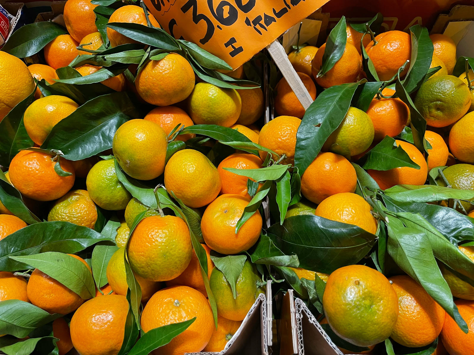 Satsuma