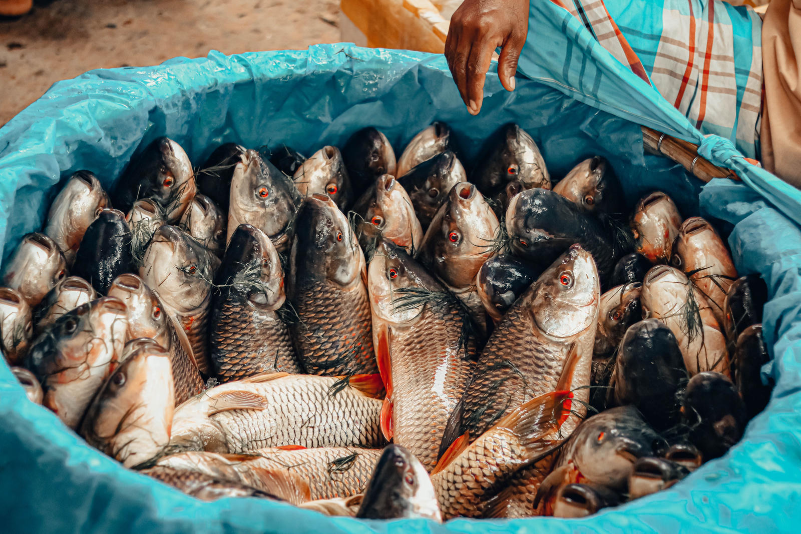 Fish and Seafood