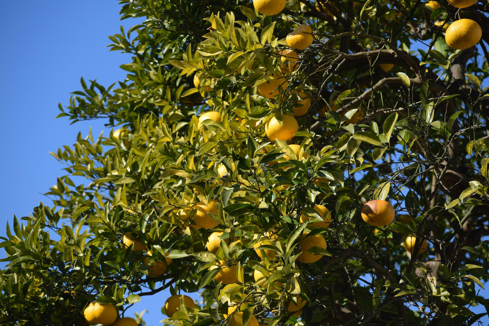 Yuzu